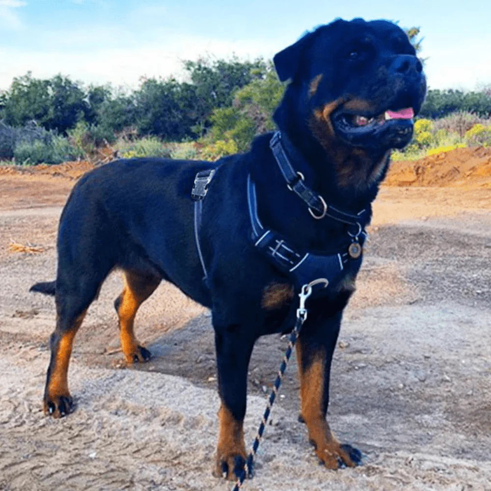 Harness Anti-Traction for Dogs