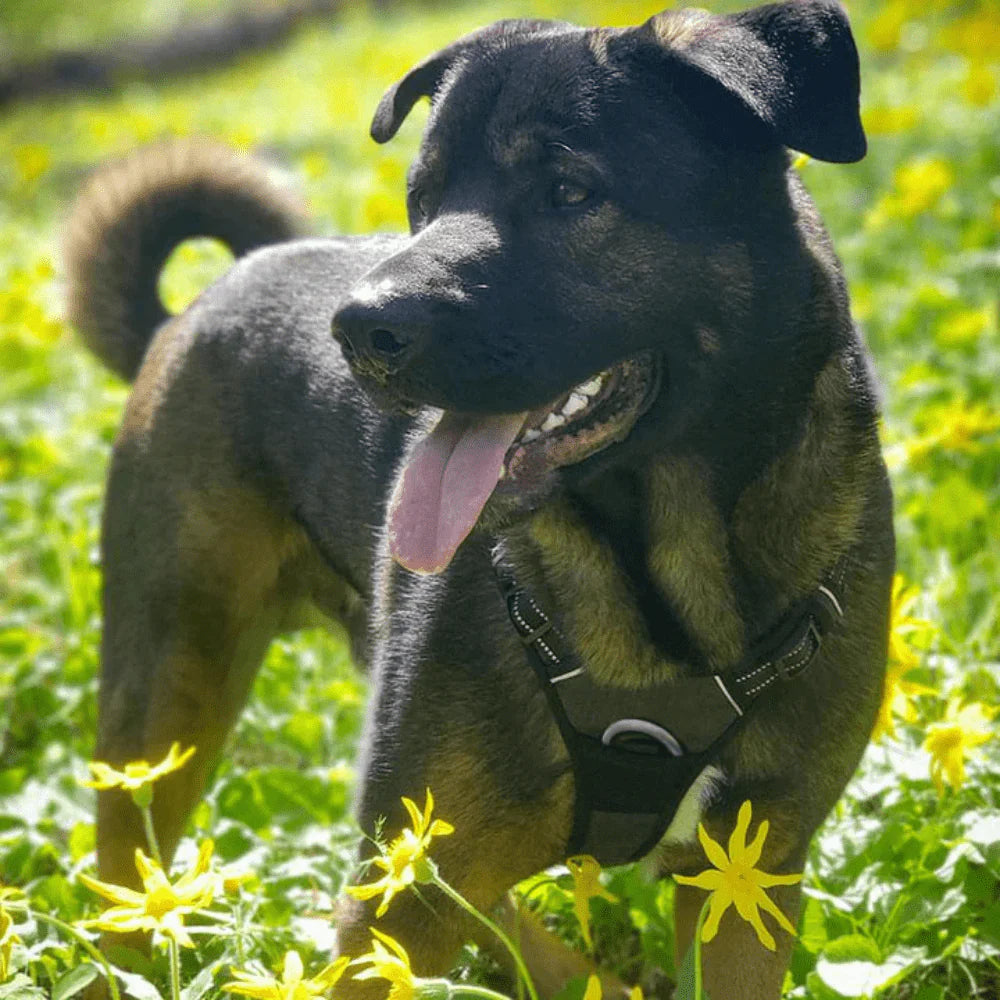 Harness Anti-Traction for Dogs