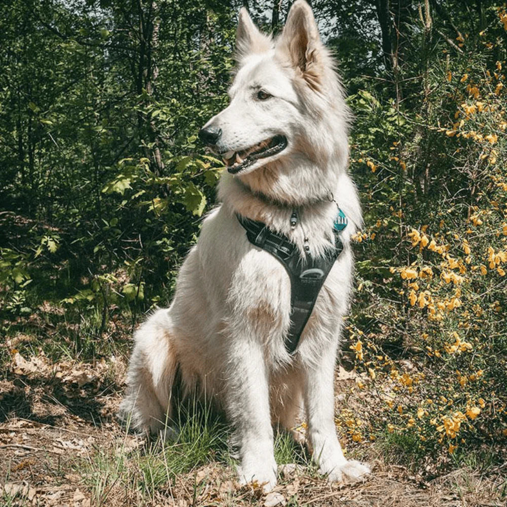 Harness Anti-Traction for Dogs